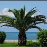 بذر فونیکس بسته 1000 عددی