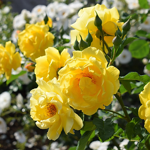 بذر گل رز رونده زرد بسته 6عددی