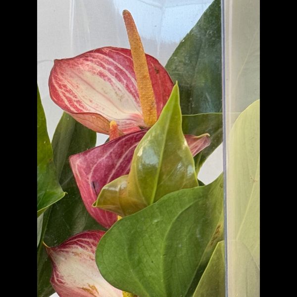 باکس هدیه آنتوریوم سایز 50 سانتی