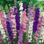بذر گل زبان در قفا (دلفینیوم)الوان بسته 30 عددی