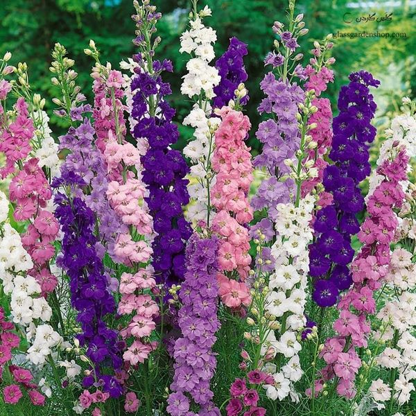 بذر گل زبان در قفا (دلفینیوم)الوان بسته 30 عددی