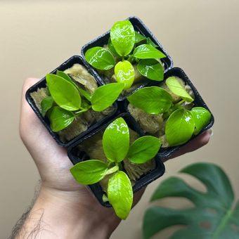 گیاه آنوبیاس گلدن اسپیشز