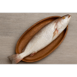 شوریده درشت صادراتی بوشهر