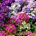 بذر گل آلیسوم عسلی پاکوتاه الوان بسته 100 عددی