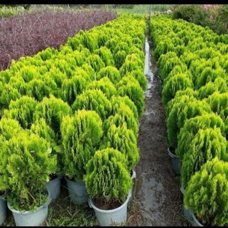 بذر کاج کامیس بسته 10هزار عددی