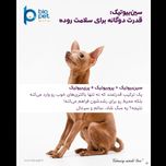 پودر پروبیوتیک و پری‌بیوتیک سگ بایو پت مدل Flora وزن 400 گرم
