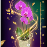 گل ارکیده