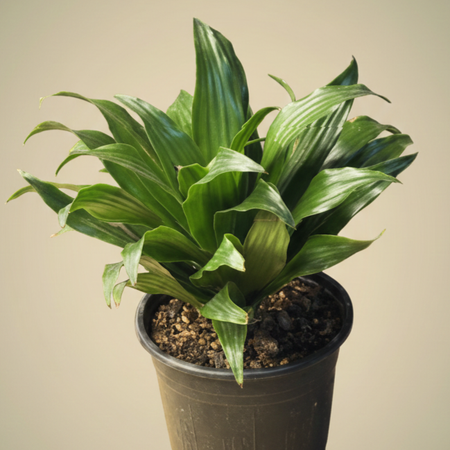 دراسینا کامپکت