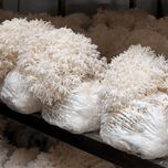 بذر قارچ یال شیر هریسیوم لیناز گستر کد 15 وزن 200 گرم