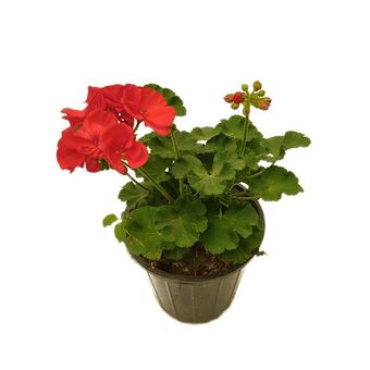 گیاه طبیعی شمعدانی