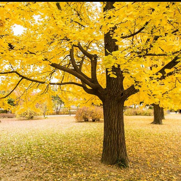 بذر جینکو (ژینکو) بسته 100عددی