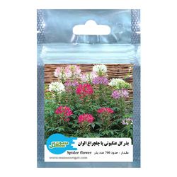 بذر گل چلچراغ عنکبوتی الوان منصوری گل کد Msf700 وزن 2 گرم