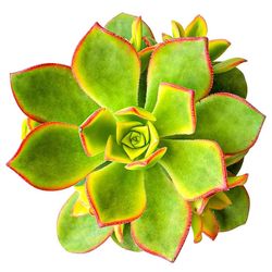 گیاه طبیعی  ساکولنت آئونیوم