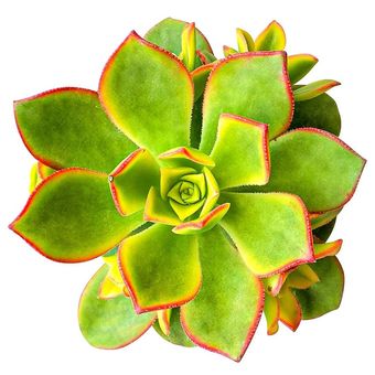 گیاه طبیعی  ساکولنت آئونیوم