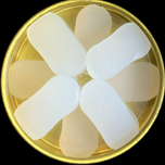 محافظ(موم)گوش ژله ای clever plus