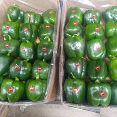 فلفل دلمه سبز (SWEET PEPPER)