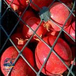 انار سوپر بار امارات (POMEGRANATES LOADING TO UAE)