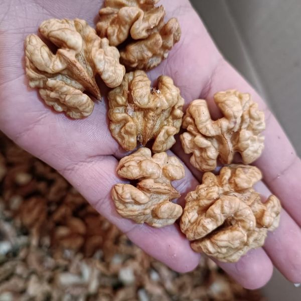 مغز گردو ایرانی دو پر