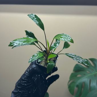 گیاه هومالومنا L