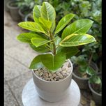 فیکوس آتیسما