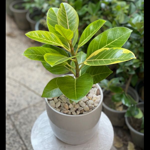 فیکوس آتیسما