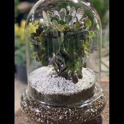 تراریوم ائونیوم