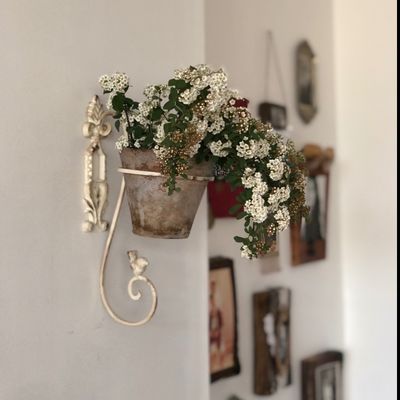 آویز گلدان
