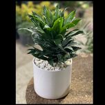 دراسنا کامپکت