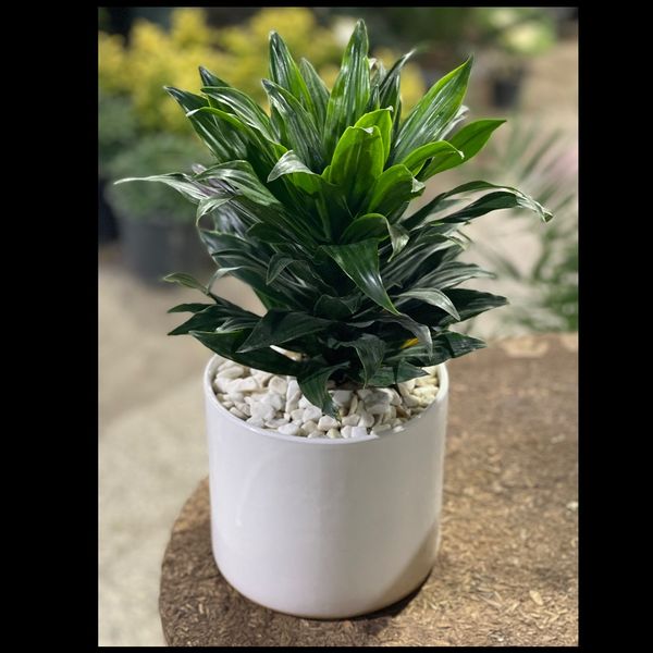 دراسنا کامپکت