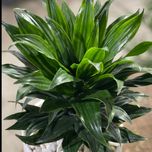 دراسنا کامپکت