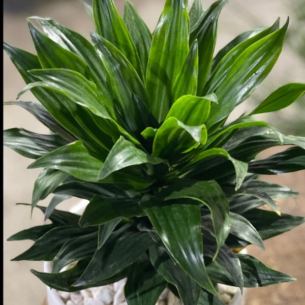 دراسنا کامپکت