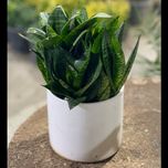 سانسوریا پاکوتاه