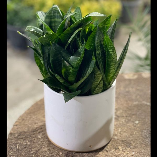 سانسوریا پاکوتاه