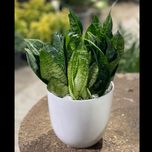 سانسوریا پاکوتاه