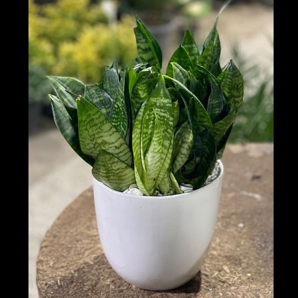 سانسوریا پاکوتاه