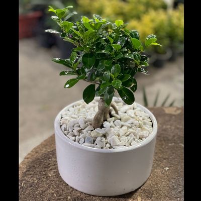 بنسای پیوندی جیسینگ (وارداتی) متوسط