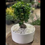 بنسای پیوندی جیسینگ (وارداتی) بزرگ