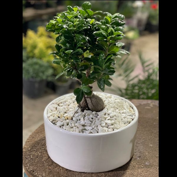 بنسای پیوندی جیسینگ (وارداتی) بزرگ