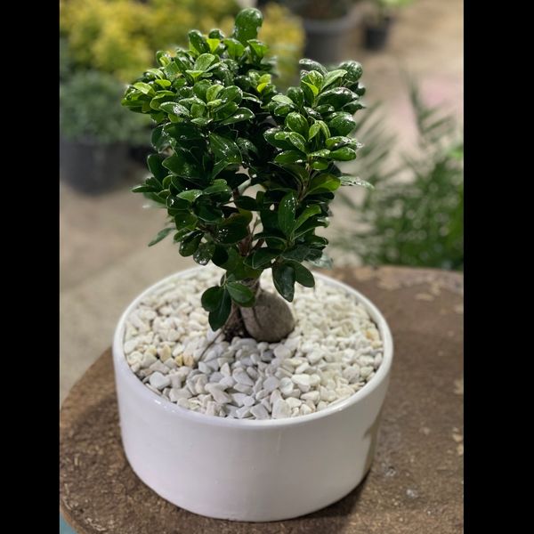 بنسای پیوندی جیسینگ (وارداتی) بزرگ