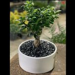 بنسای پیوندی جیسینگ (وارداتی) بزرگ