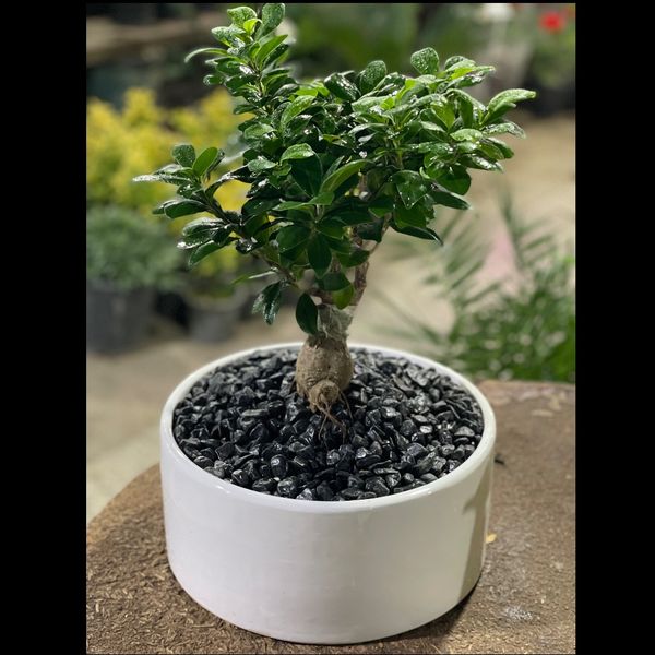 بنسای پیوندی جیسینگ (وارداتی) بزرگ