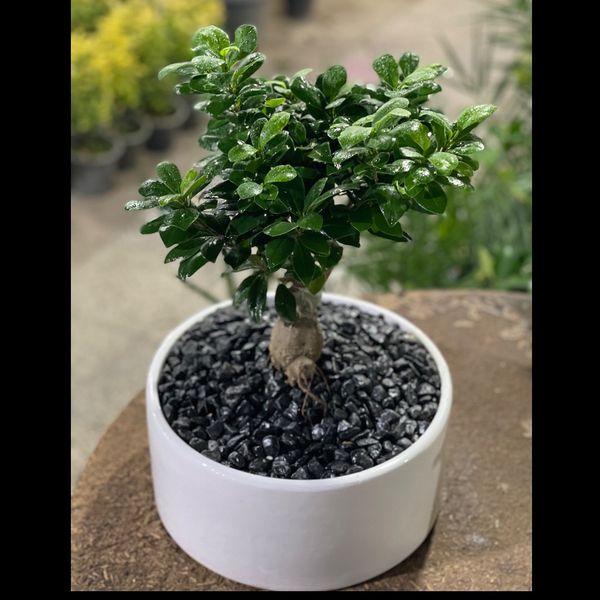 بنسای پیوندی جیسینگ (وارداتی) بزرگ