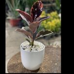 فیکوس شرابی