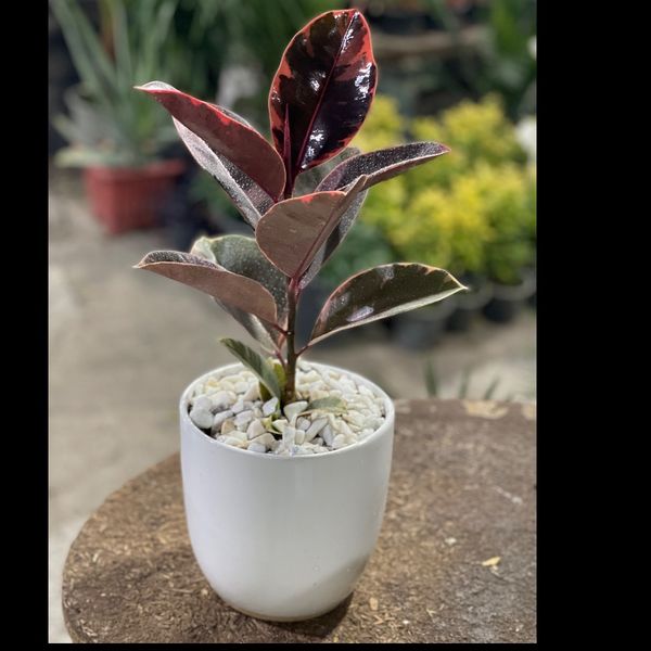 فیکوس شرابی