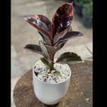 فیکوس شرابی