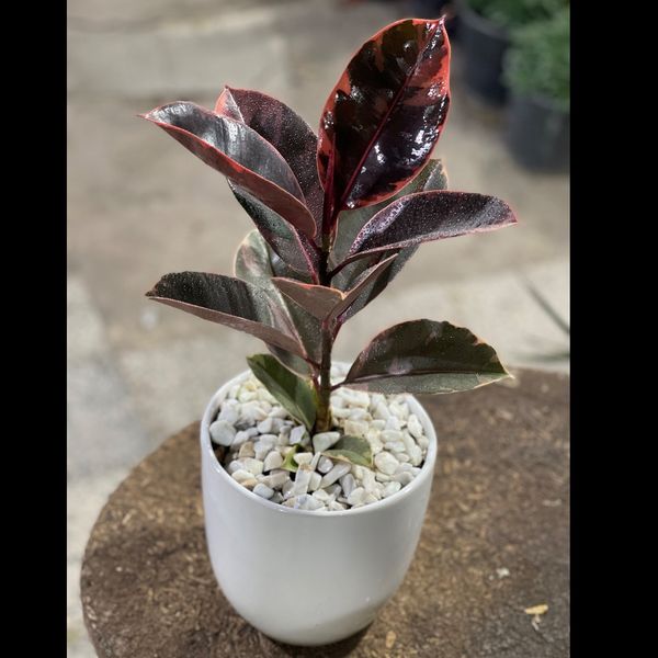 فیکوس شرابی