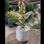 فیکوس ابلق یا مرمری