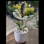 فیکوس ابلق یا مرمری