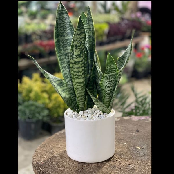 سانسوریا کرواتی