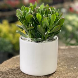 کراسولا (یشم) کوچک